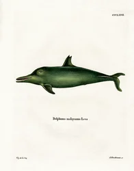Malayan Dolphin