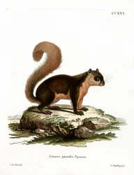 Malayan Squirrel