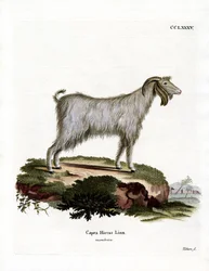Mamber Goat