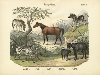 Mammals