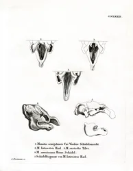 Manatee Skulls