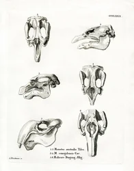 Manatee Skulls