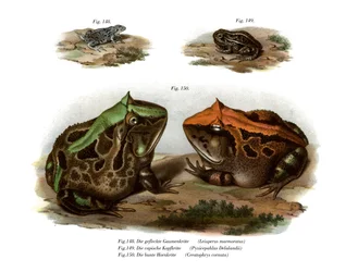 Marbled Four-eyed Frog