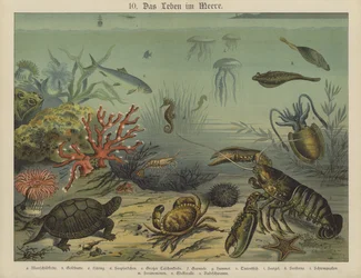 Marine Life