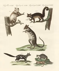 Marsupials