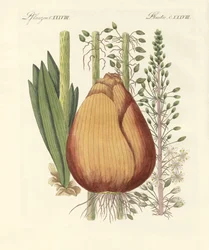 Medical Plants
