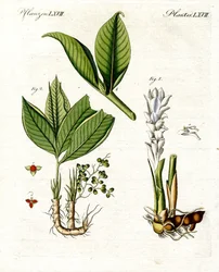 Medical Plants