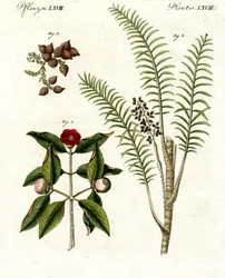 Medical Plants