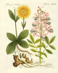 Medical Plants