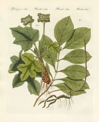Medical Plants