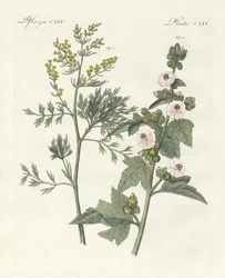 Medical Plants