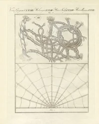 Microscopic objects