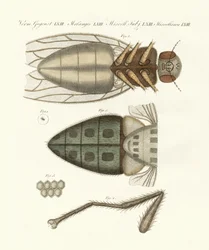 Microscopic view of the housefly