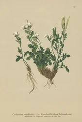 Mignonette-leaved Bitter-cress