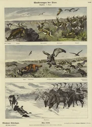 Migrations of Animals