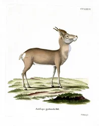 Mongolian Gazelle