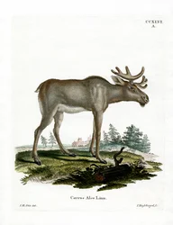 Moose
