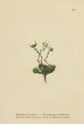 Mossy Saxifrage