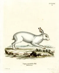 Mountain Hare