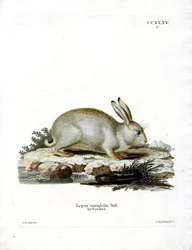 Mountain Hare