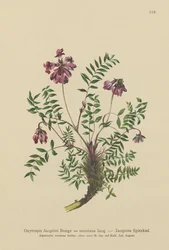 Mountain Milkvetch