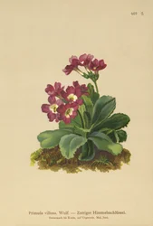 Mountain Primula