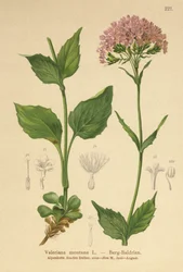 Mountain Valerian