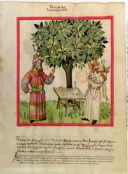 Harvesting Nutmeg, from Tacuinum Sanitatis