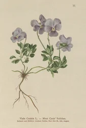 Mt. Cenis Pansy