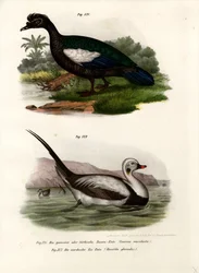 Muscovy Duck