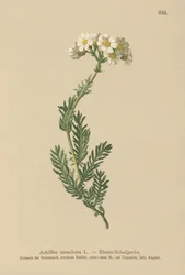 Musk Milfoil