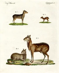 Musk Animals