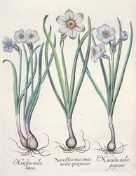 Narcissi, from the Hortus Eystettensis by Basil Besler, pub. 1613