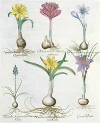 Narcissi, Crocuses and Hyacinth, from the Hortus Eystettensis by Basil Besler