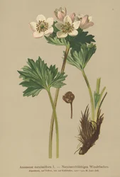 Narcissus-flowering Anemone (Anemone narcissiflora)
