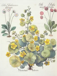 Nasturtiums and Daisies, from the Hortus Eystettensis by Basil Besler, pub. 1613