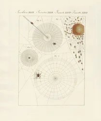 Natural History of the Spider