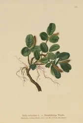 Net-leaved Willow