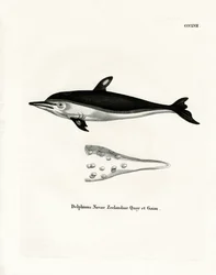 New Zealand Dolphin