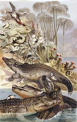 Nile Crocodile, plate from "Brehms Tierleben: Allgemeine Kunde des Tierreichs", vol.7, p.504, published by Bibliographisches Institut