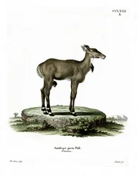 Nilgai