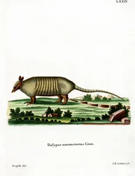Nine-banded Armadillo