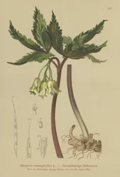 Nine-leaved Coral Wort