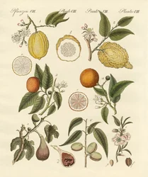 Noble tropical fruits