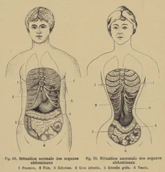 Normal situation of the internal organs of the abdomen in men and women