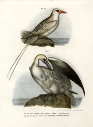 Northern Gannet