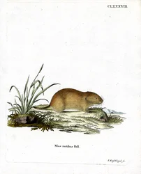 Northern Red-Backed Vole