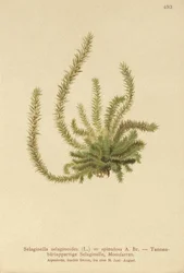 Northern Spikemoss