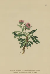 Oneflower Fleabane