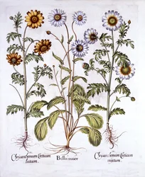 Oxe Eye Daisy and Crown Daisy, from Hortus Eystettensis